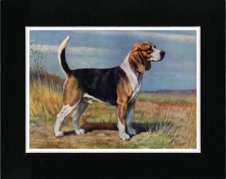 Beagle Lovely Vintage Style Image Standing Dog Art Print Matted Ready To Frame