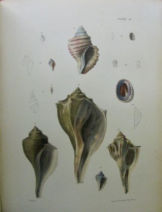 1843 Zoology of York,  Mollusca & Crustacea,  53 hand colored lithographs 10