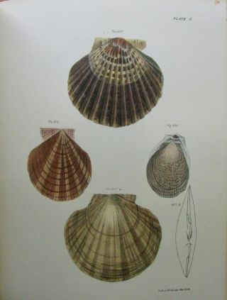 1843 Zoology of York,  Mollusca & Crustacea,  53 hand colored lithographs 11