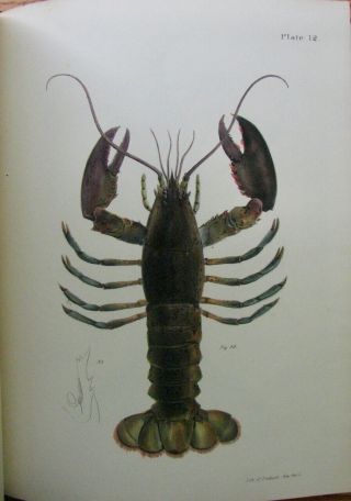 1843 Zoology of York,  Mollusca & Crustacea,  53 hand colored lithographs 4