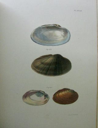1843 Zoology of York,  Mollusca & Crustacea,  53 hand colored lithographs 6