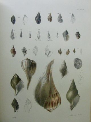 1843 Zoology of York,  Mollusca & Crustacea,  53 hand colored lithographs 9