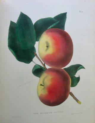 1851 Agriculture of York,  81 FRUIT COLOR PLATES 10