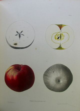 1851 Agriculture of York,  81 FRUIT COLOR PLATES 11