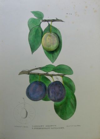1851 Agriculture of York,  81 FRUIT COLOR PLATES 4