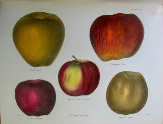 1851 Agriculture of York,  81 FRUIT COLOR PLATES 7