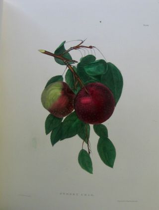 1851 Agriculture of York,  81 FRUIT COLOR PLATES 8