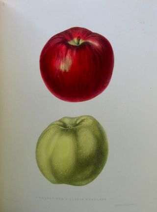 1851 Agriculture of York,  81 FRUIT COLOR PLATES 9