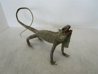 Taxidermy Iguana Real Preserved Vintage Lizard Vets Collectors Medical Students