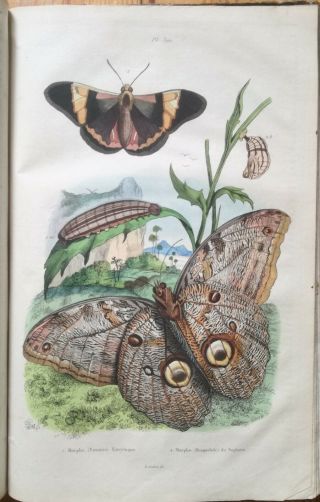 Guerin Natural History Dictionnaire Folio 85 Color Plates T.  5 - 1837 10