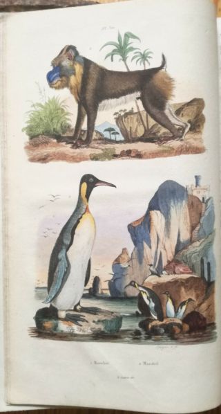 Guerin Natural History Dictionnaire Folio 85 Color Plates T.  5 - 1837 3