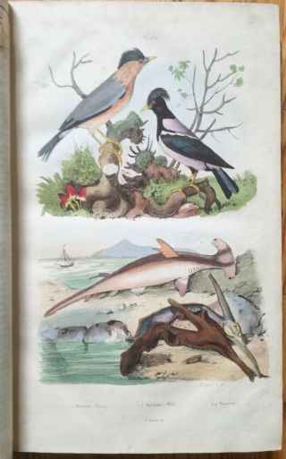 Guerin Natural History Dictionnaire Folio 85 Color Plates T.  5 - 1837 4