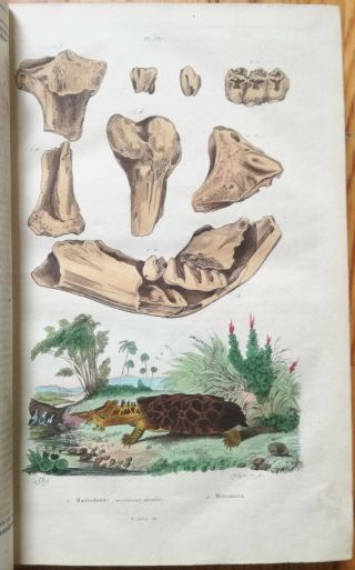 Guerin Natural History Dictionnaire Folio 85 Color Plates T.  5 - 1837 5