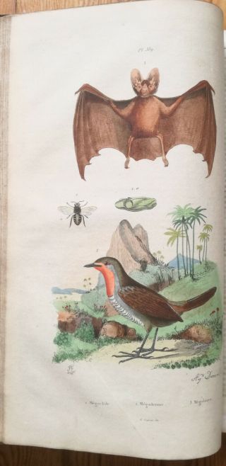 Guerin Natural History Dictionnaire Folio 85 Color Plates T.  5 - 1837 6
