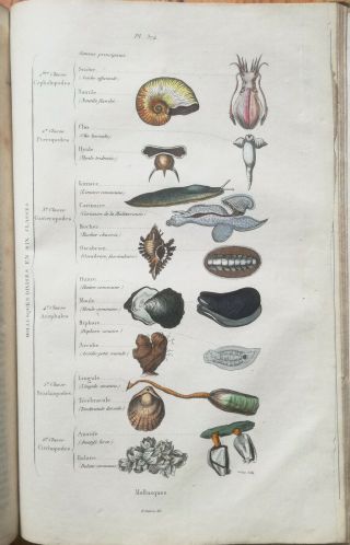 Guerin Natural History Dictionnaire Folio 85 Color Plates T.  5 - 1837 9