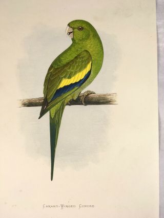 Canary Winged Conure,  Parrots in Captivity 1884,  Greene,  Colour Plate,  Print 2