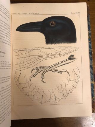 1860 Explorations And Surveys; Mississippi To Pacific Ocean Vol 12; 10