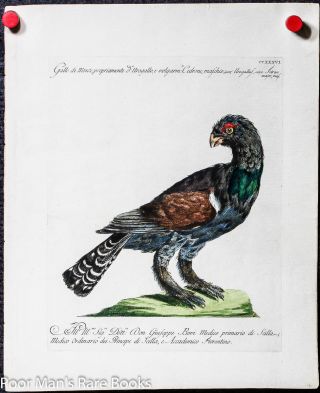 Colored Copper Plate Ornithological Engraving On Laid Paper Capercaillie Tetrao
