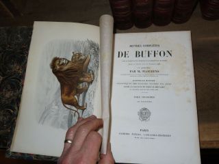 1850 OEUVRES de BUFFON par FLOURENS 4 TOMES 60 PLANCHES en COULEUR QUADRUPEDES 8