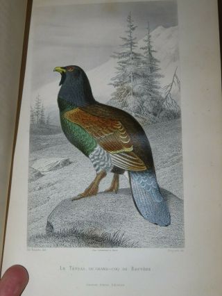 1850 OEUVRES de BUFFON BIRDS OISEAUX - FLOURENS 4 TOMES 82 PLANCHES en COULEUR 11