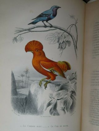 1850 OEUVRES de BUFFON BIRDS OISEAUX - FLOURENS 4 TOMES 82 PLANCHES en COULEUR 2
