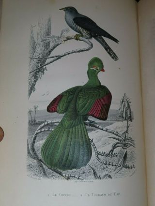 1850 OEUVRES de BUFFON BIRDS OISEAUX - FLOURENS 4 TOMES 82 PLANCHES en COULEUR 3
