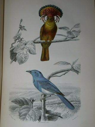 1850 OEUVRES de BUFFON BIRDS OISEAUX - FLOURENS 4 TOMES 82 PLANCHES en COULEUR 4