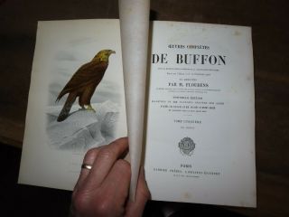 1850 OEUVRES de BUFFON BIRDS OISEAUX - FLOURENS 4 TOMES 82 PLANCHES en COULEUR 5