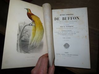 1850 OEUVRES de BUFFON BIRDS OISEAUX - FLOURENS 4 TOMES 82 PLANCHES en COULEUR 7
