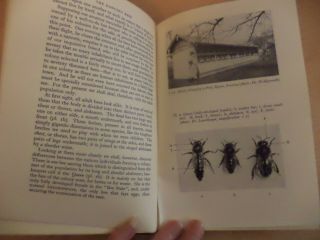 the dancing bees karl von frisch OLD VINTAGE 1950S BOOK honey making bee keeping 4