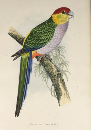 Pileated Parrakeet,  Parrots in Captivity 1887,  Greene,  Colour Plate,  Print 2