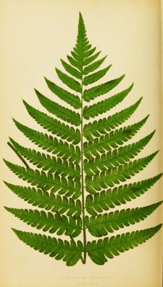 Rare vintage botanical book 482 colour fern plates on one DVD 4