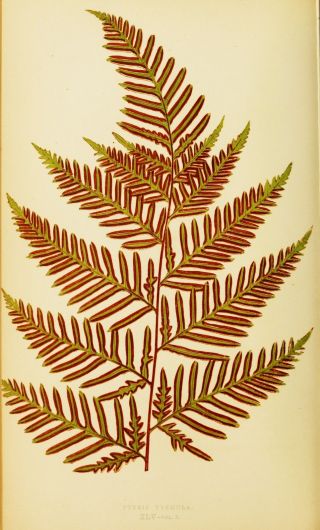 Rare vintage botanical book 482 colour fern plates on one DVD 5