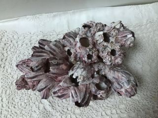 Vtg Decorative Large Natural Coastal Barnacle Shells Cluster Pink & Purple