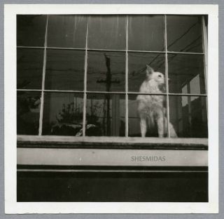930 How Much Is That Doggie In The Window? Dog,  Vintage Photo