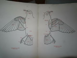 1906 BIRDS OF THE BRITISH ISLANDS BY STONHAM & MEDLAND 317 PLATES ORNITHOLOGY 7