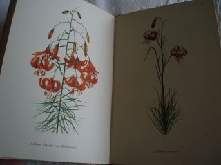 KING PENGUIN: A BOOK OF LILIES By Fred Stoker.  plates by Lilian Snelling 1943 3