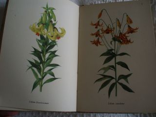 KING PENGUIN: A BOOK OF LILIES By Fred Stoker.  plates by Lilian Snelling 1943 4