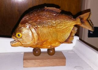 Vtg Real Dried Piranha Fish Mount Taxidermy Specimen 7 " Complete Set Of Teeth