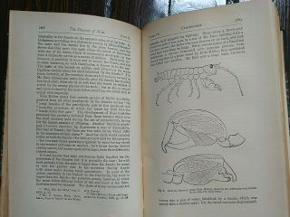 Origin of Species (2 Vols) & Descent of Man,  Chas.  Darwin,  1896,  quarter - leather 6