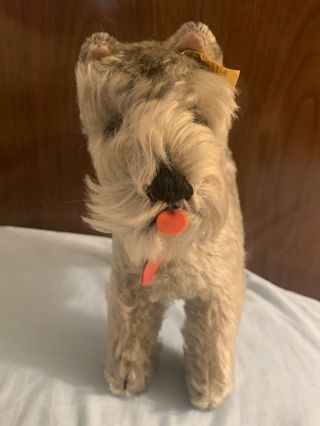Vintage Steiff “tessie” Grey Schnauzer Dog With Ear Tag And Moveable Head,  9”