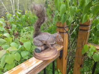 Vintage Gray Squirrel Taxidermy Mounted On A Log 9 " X 12 " (tail Height)