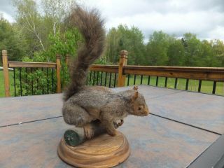 Vintage Gray SQUIRREL TAXIDERMY Mounted on a Log 9 
