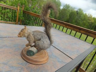 Vintage Gray SQUIRREL TAXIDERMY Mounted on a Log 9 