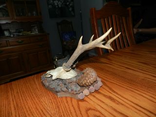 Vintage German Roe Deer 6 Point Buck Antlers On A Piece Of Wood With Pine Cones