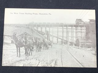 Vintage Shamokin Pa Pennsylvania " Six Mule Hauling Team " Postcard Coal Mining