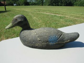 Vintage Duck Decoy,  Animal Trap Co. ,  Pascagoula Mississippi,  Glass Eyes,  16.  5 "