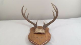 Vintage Mounted 8 Point Deer Antler Rack Horns With Skull Cap Man Cave Decor