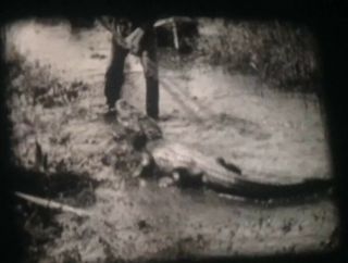 Vintage 16mm Film B&W Sound Movie CROCODILE THRILLS Castle Films Short 4