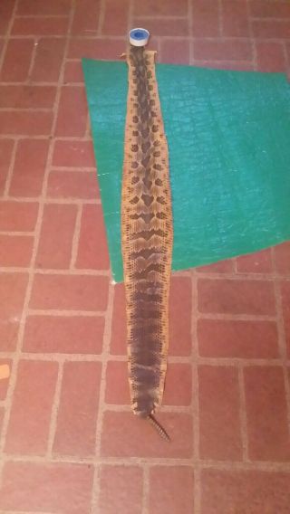 Vintage Rattle Snake Skin Hide Pelt 41 " Long